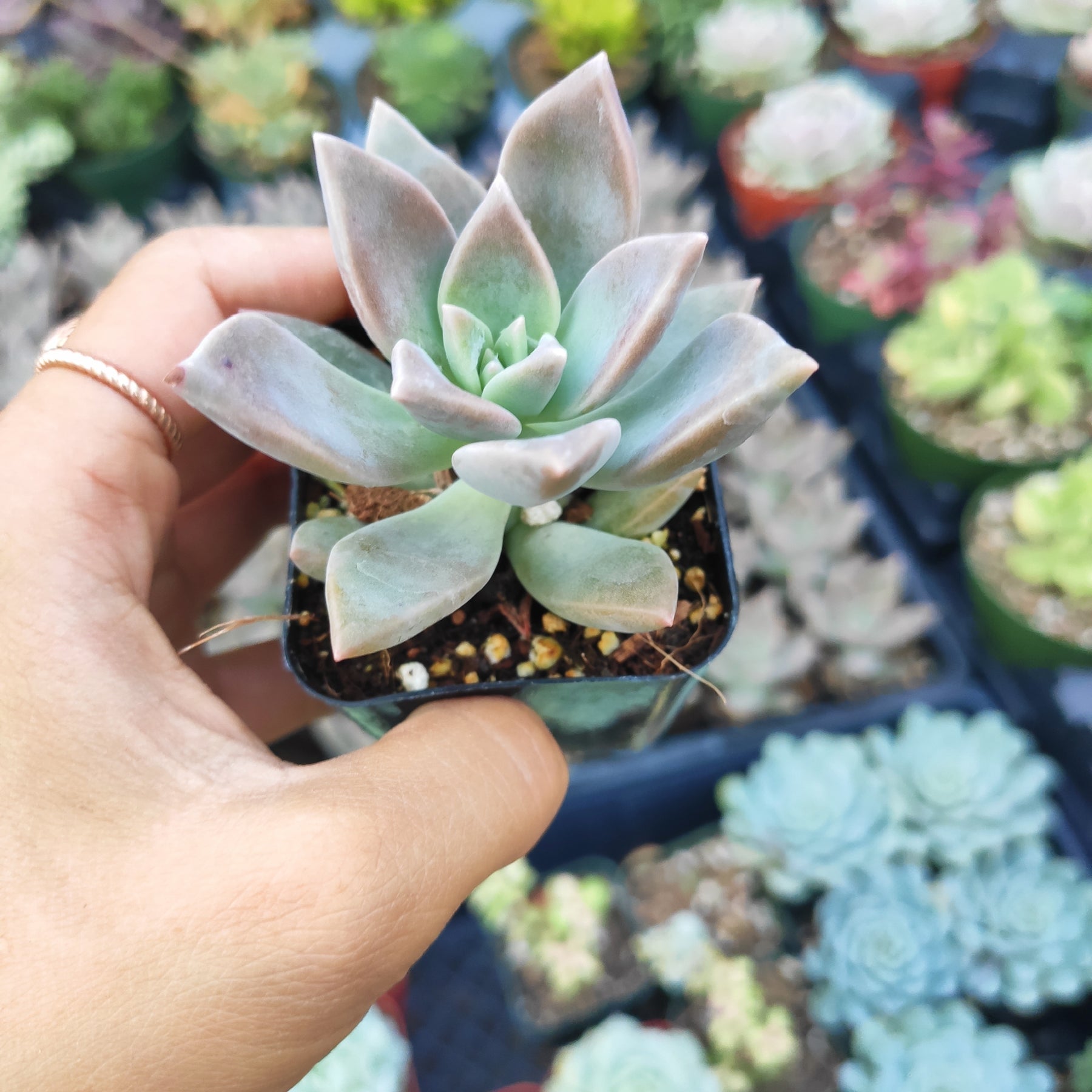 succulent ph Graptopetalum paraguayense