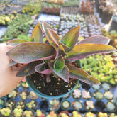 Tradescantia pallida 'Purple Heart' Wandering Dude