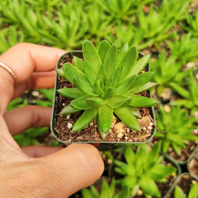 Orostachys fimbriata