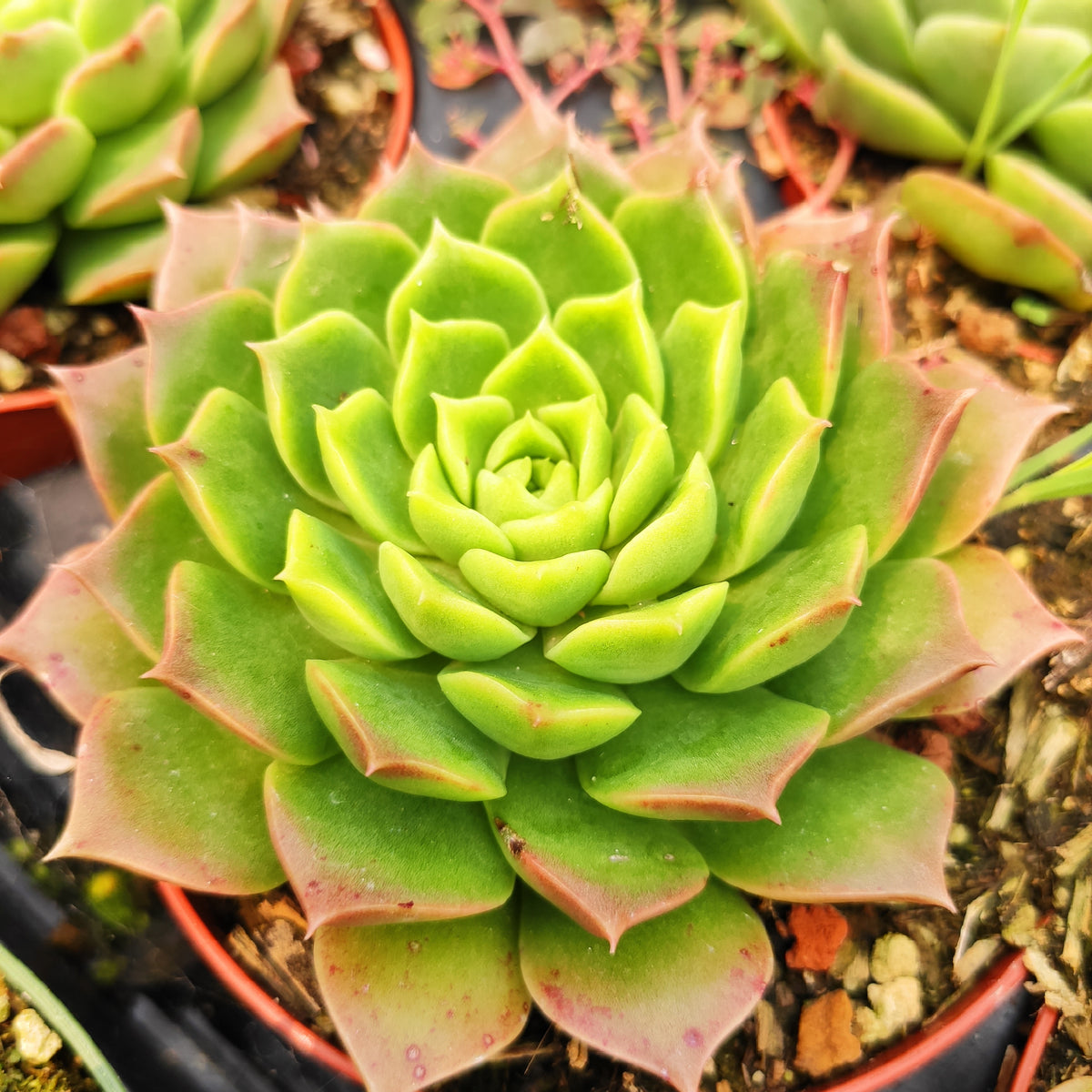 Echeveria 'Red Hole'