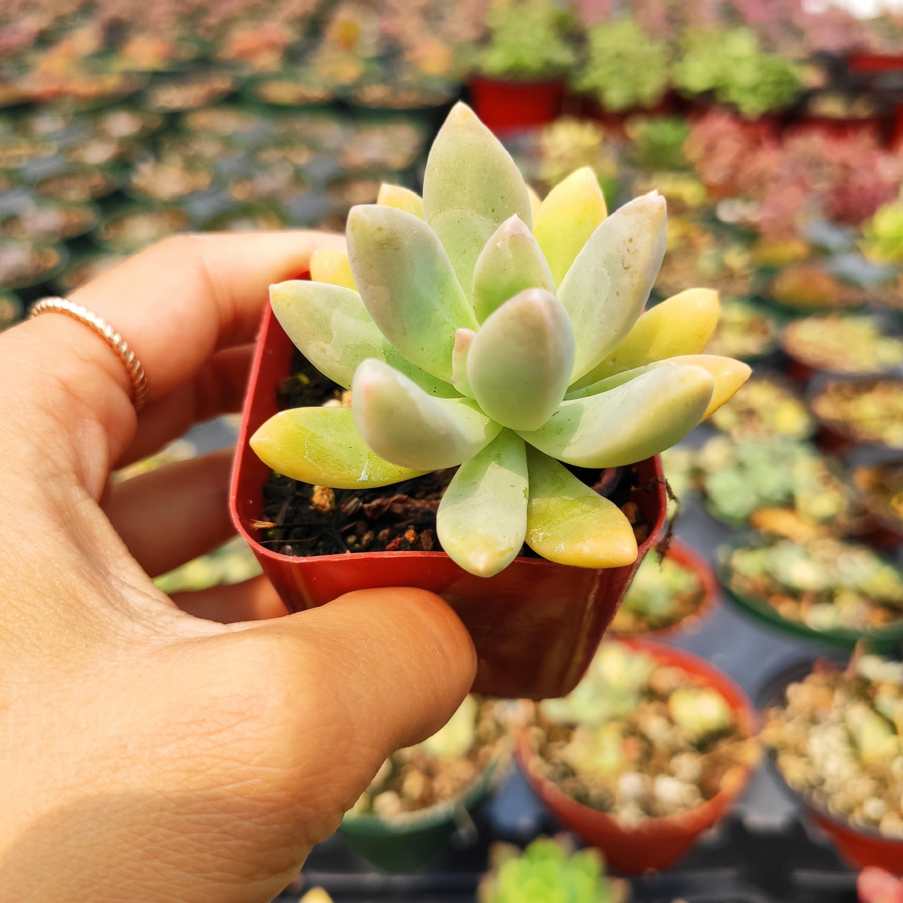 blue pearl succulent care Pachyveria 'Blue Pearl'