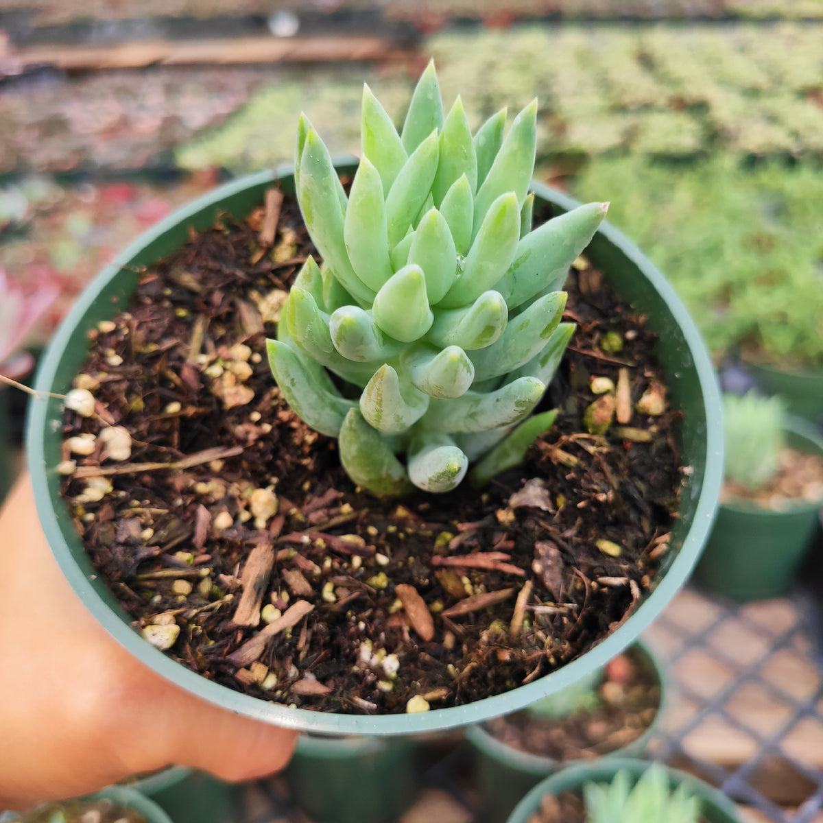 super donkey tail succulent Sedeveria 'Harry Butterfield'