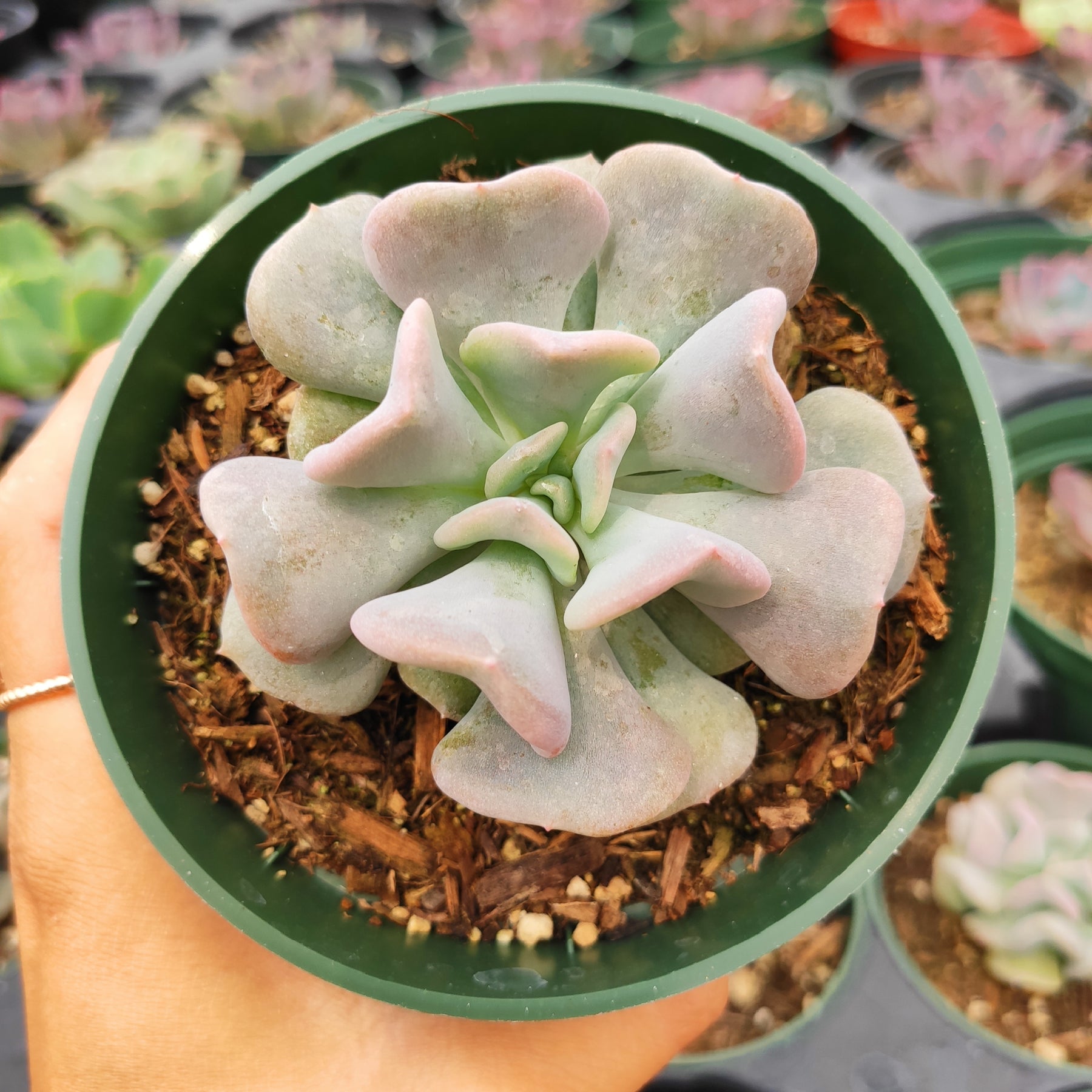 cubic frost succulent vs topsy turvy Echeveria 'Cubic Frost'