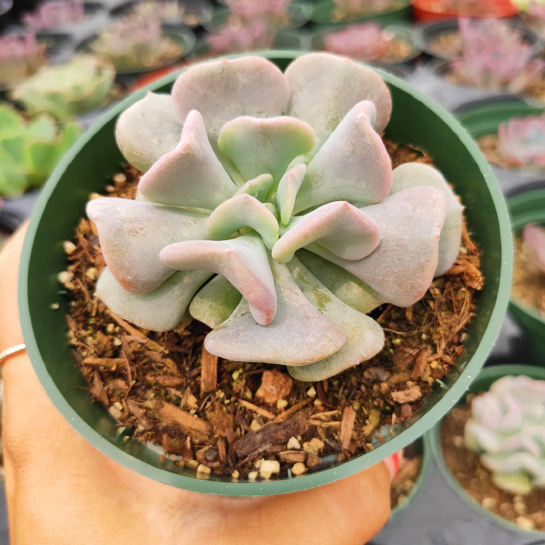 cubic frost succulent care Echeveria 'Cubic Frost'
