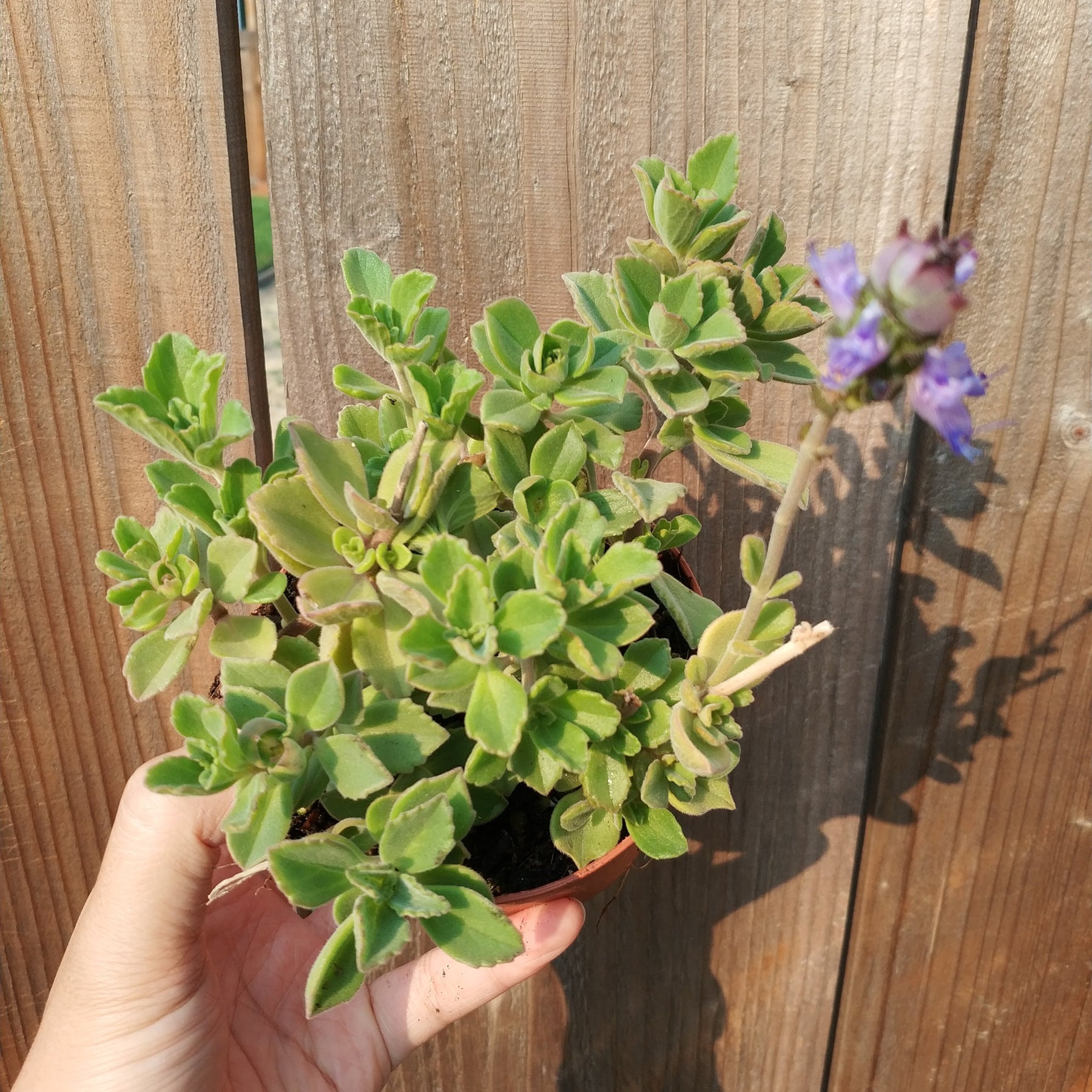fuzzy wuzzy air plant Plectranthus neochilus