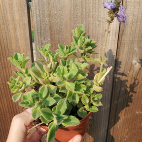 Plectranthus neochilus Mike's Fuzzy Wuzzy