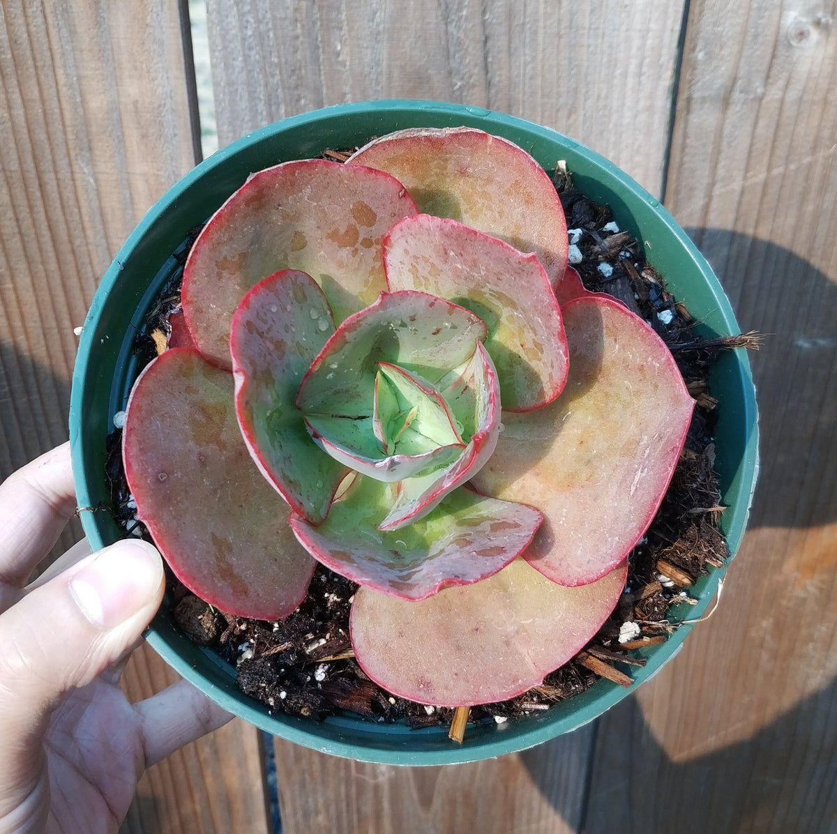 Echeveria 'Kissing'