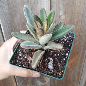 Kalanchoe tomentosa 'Chocolate Soldier'