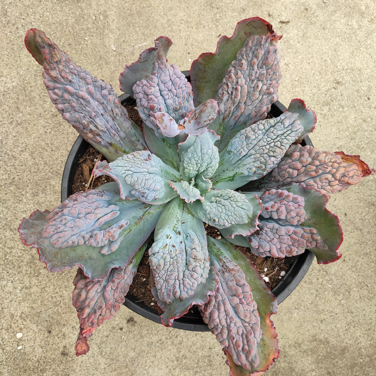 Echeveria 'Etna'