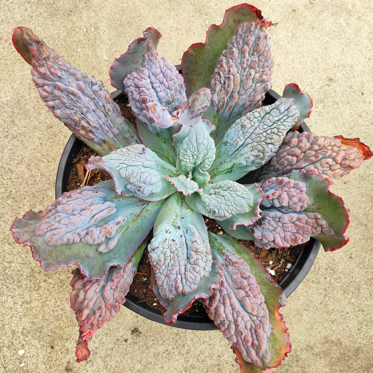 Echeveria 'Etna'