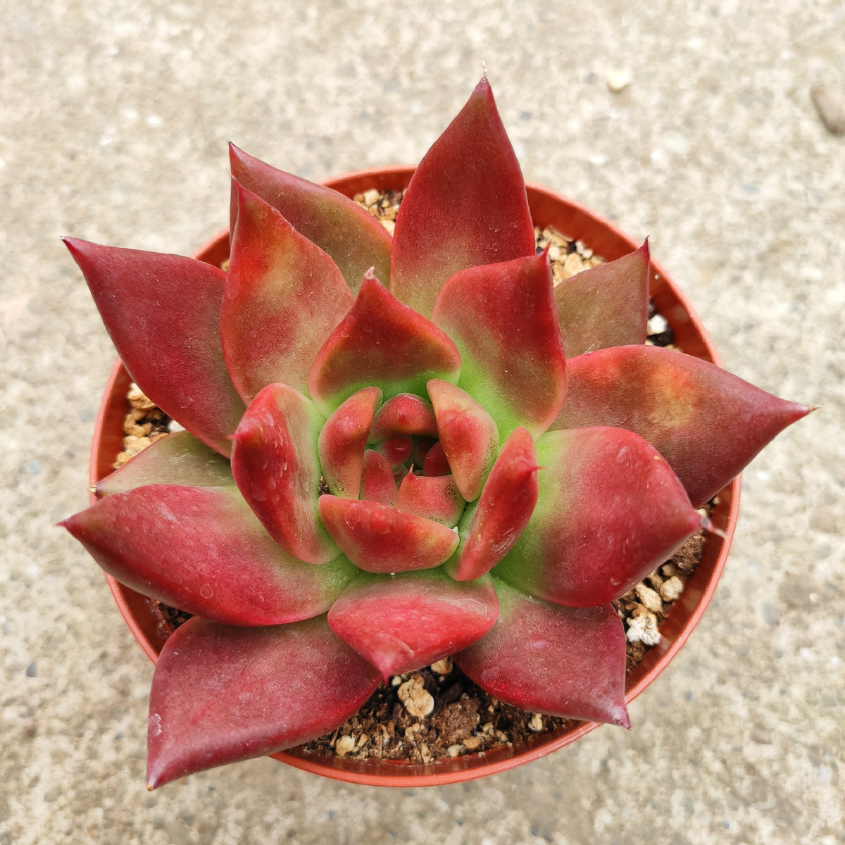 Echeveria agavoides 'Scarlet'