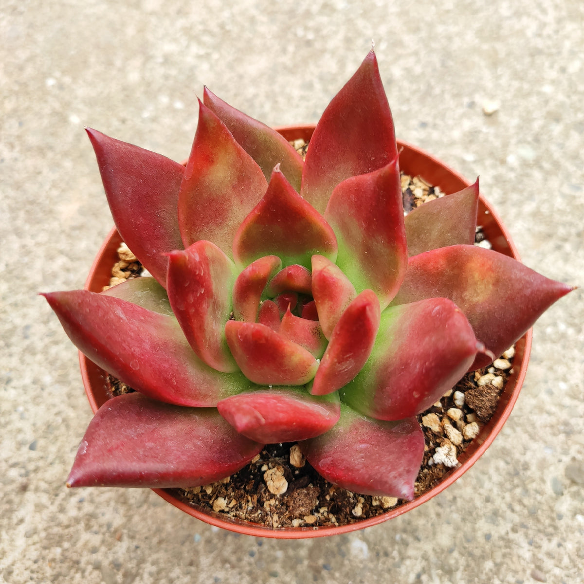 Echeveria agavoides 'Scarlet'