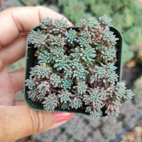 Sedum hispanicum 'Blue Carpet'