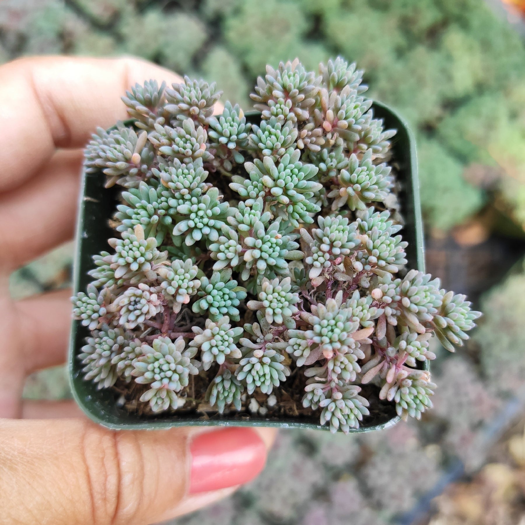 carpet sedum succulent Sedum hispanicum 'Blue Carpet' -