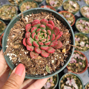 Sedeveria 'Pink Ruby'