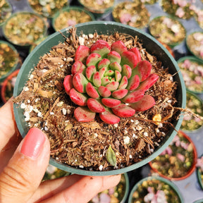 succulents that turn red in the sun Sedeveria 'Pink Ruby'