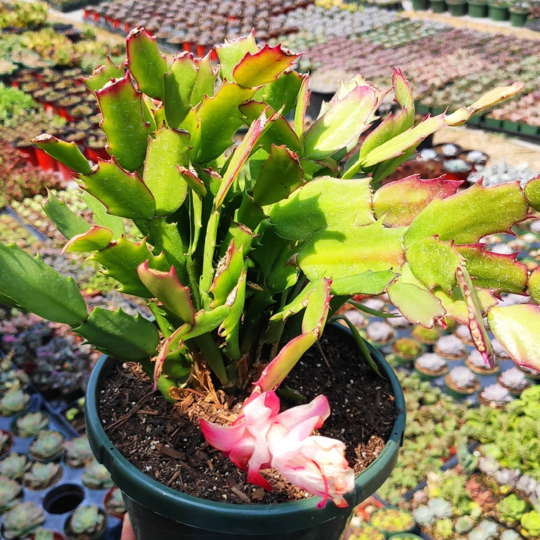 succulents christmas cactus Schlumbergera truncata Thanksgiving Cactus
