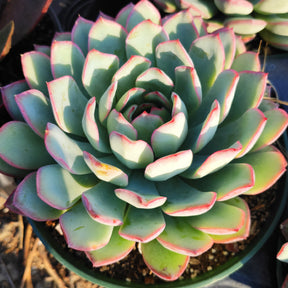 Echeveria 'Apus'