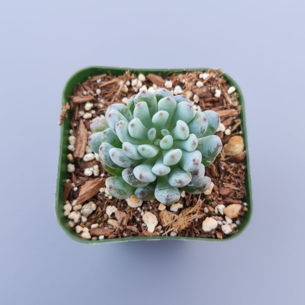 Graptopetalum pachyphyllum 'Bluebean' in a small nursery pot.
