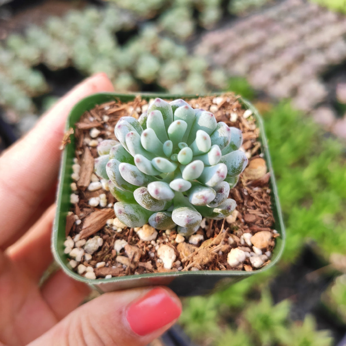 Graptopetalum pachyphyllum 'Bluebean' - Succulents Depot