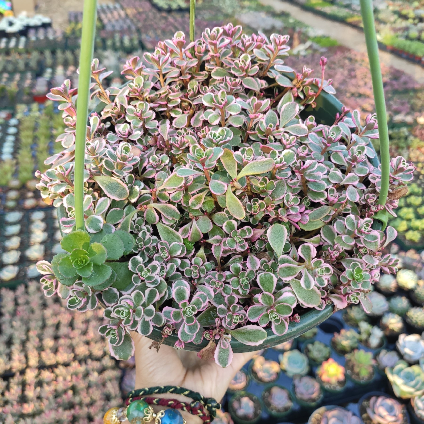 sedum trailing succulents Sedum spurium 'Tricolor'
