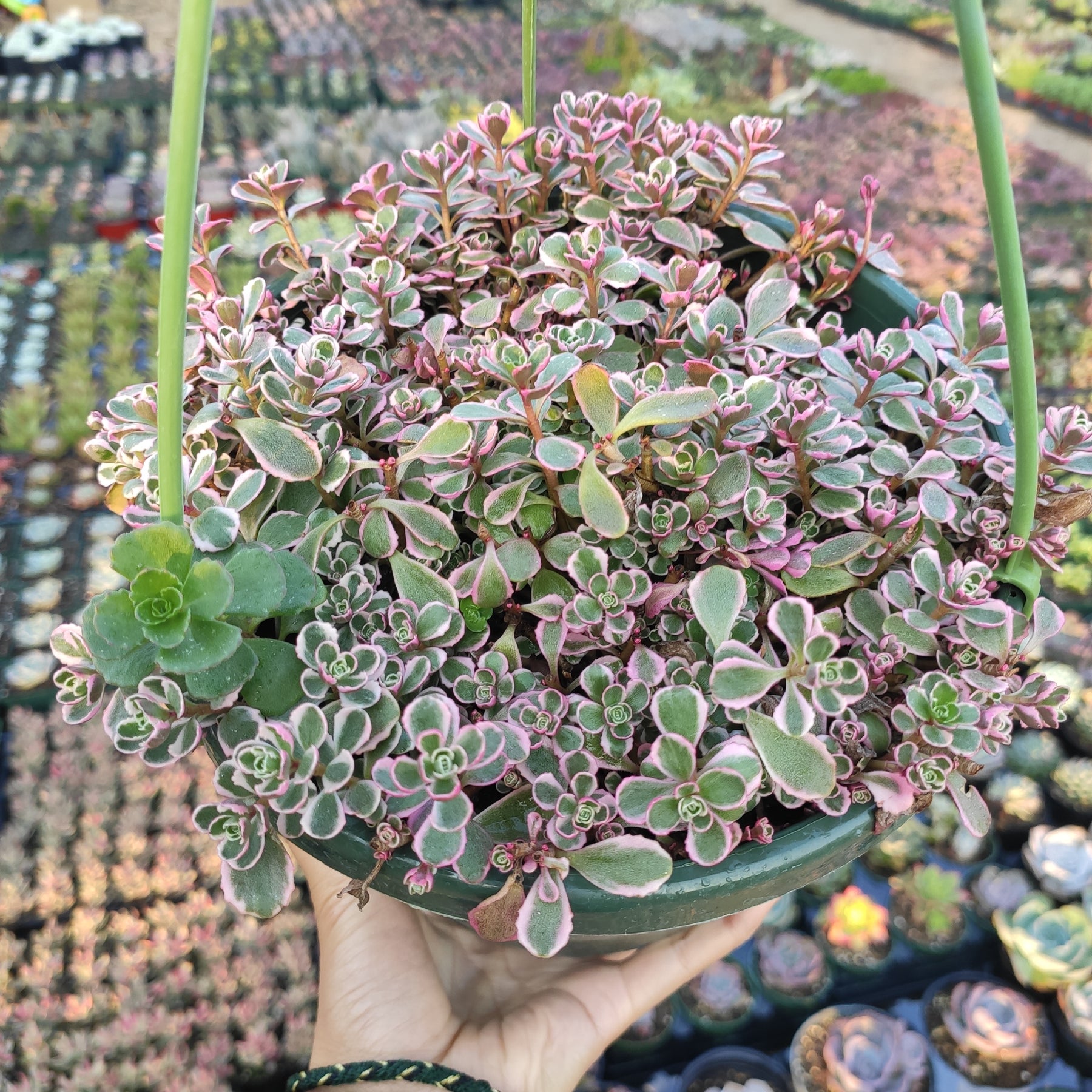 tri color sedum succulent Sedum spurium 'Tricolor'