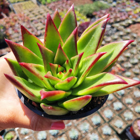 Echeveria agavoides 'Lipstick' - Succulents Depot