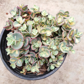 Sedum sieboldii Variegata - Succulents Depot
