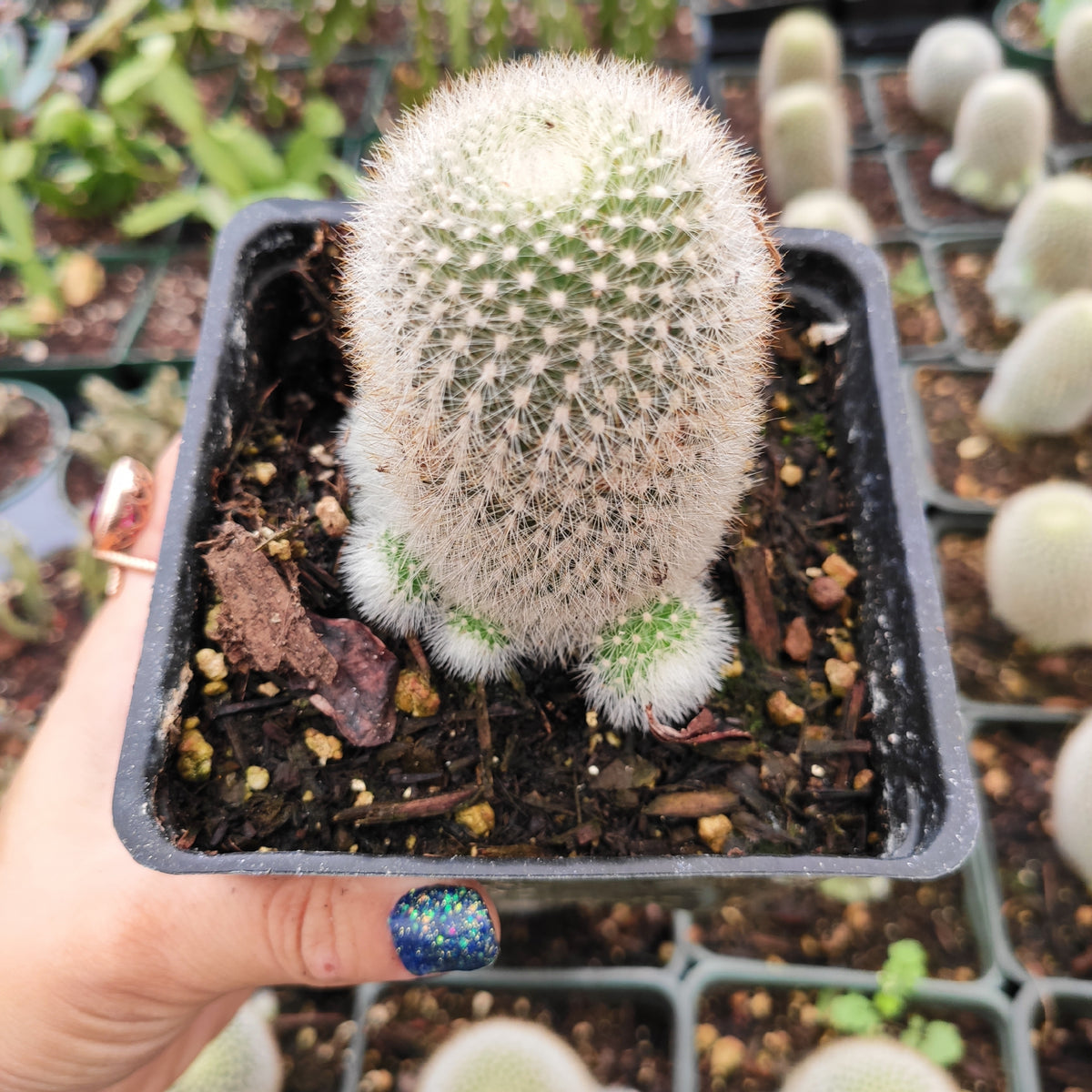 Rebutia muscula 'Orange Snowball' - Succulents Depot