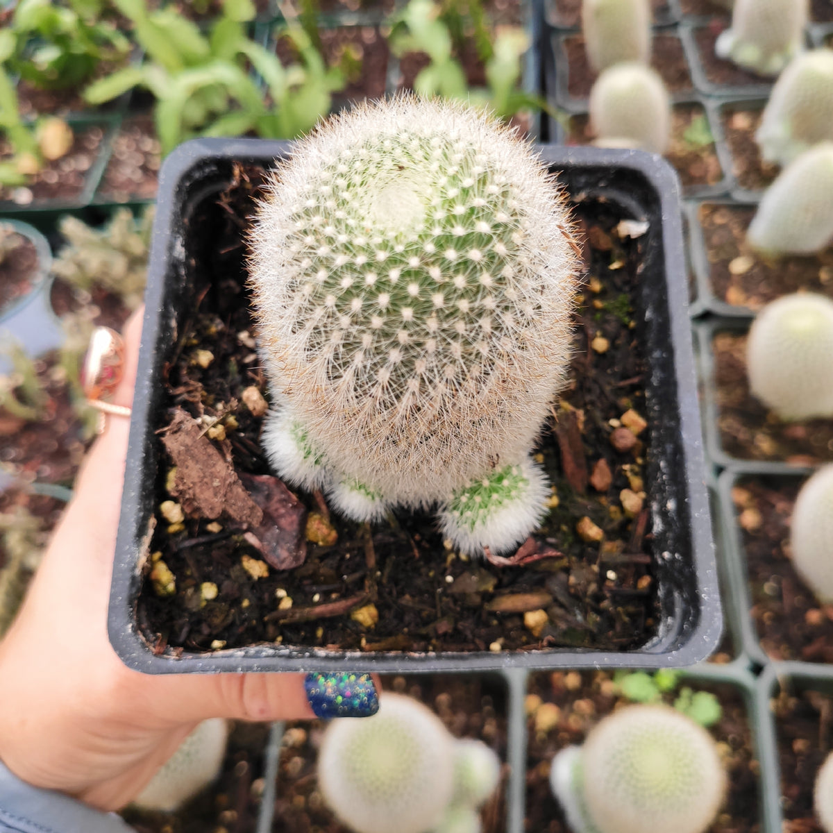 Rebutia muscula 'Orange Snowball' - Succulents Depot