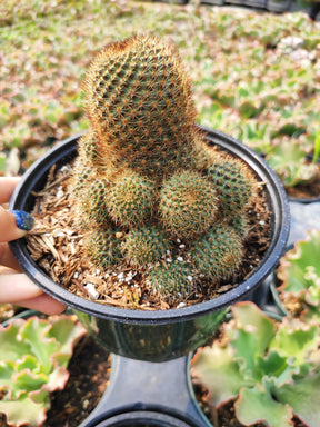 Rebutia vulpina - Succulents Depot