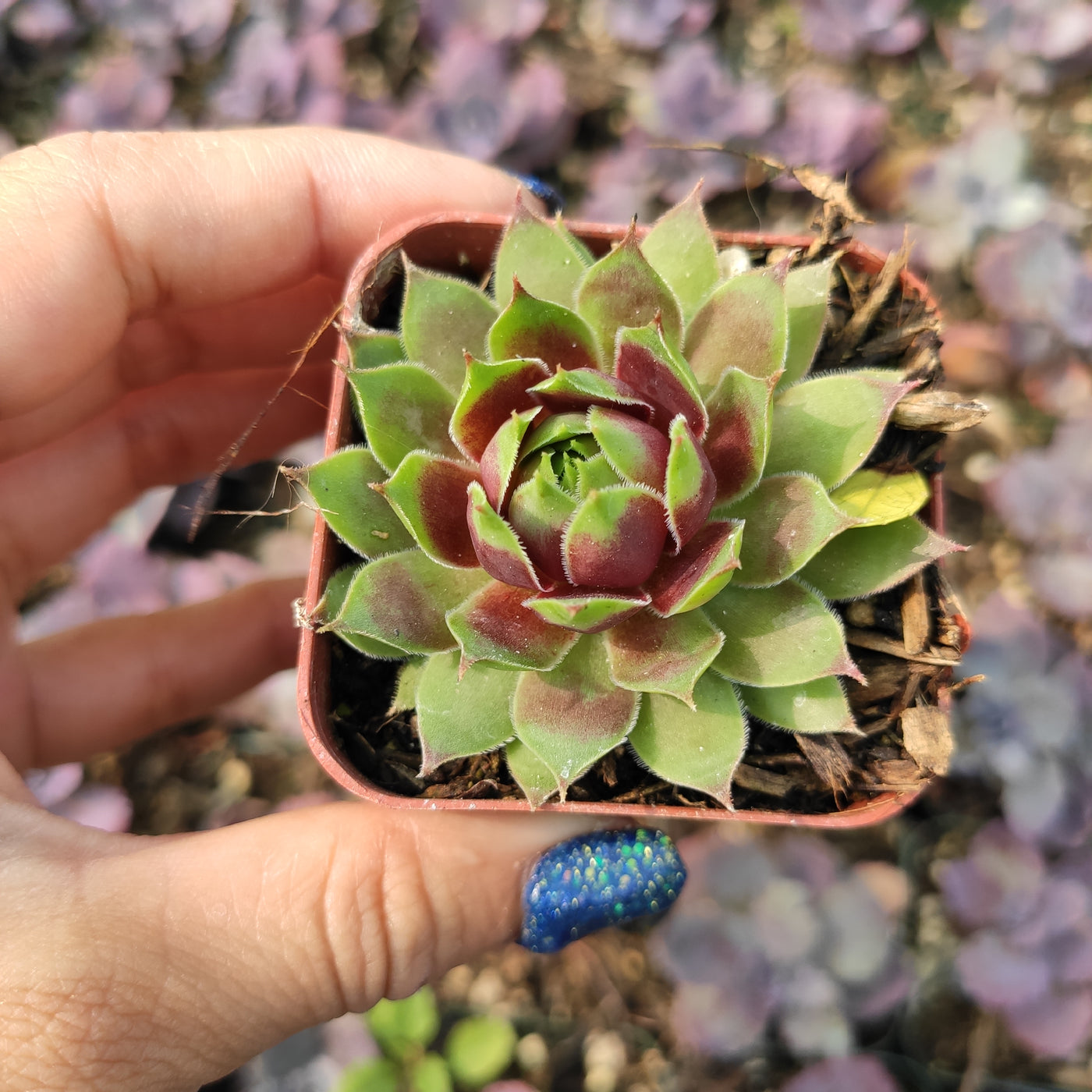 Sempervivum Chick Charms® Cranberry Cocktail™ - Succulents Depot