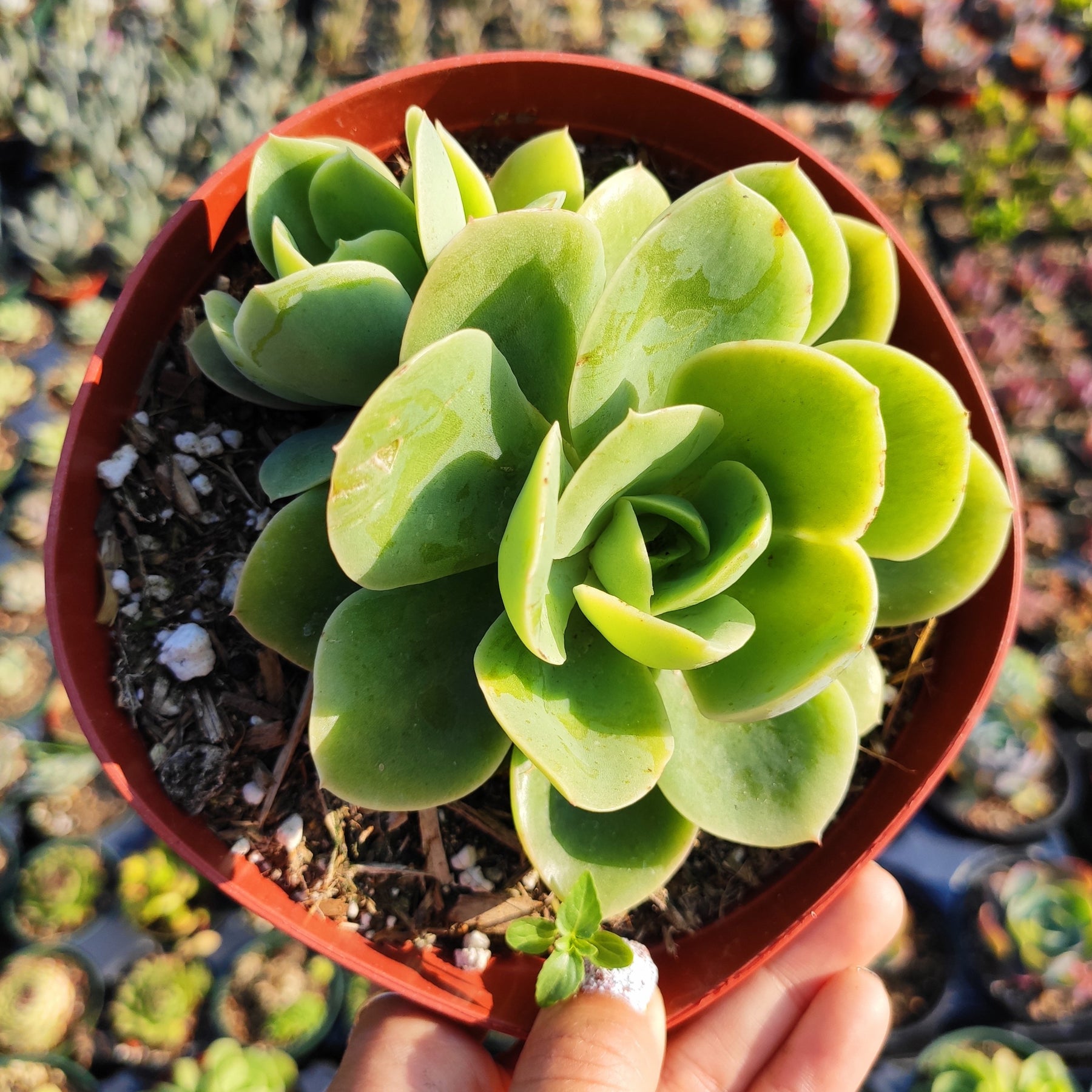 succulent e Echeveria 'Lemon Lime'