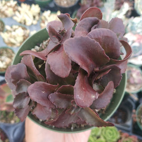 Sedum 'Dark Magic'
