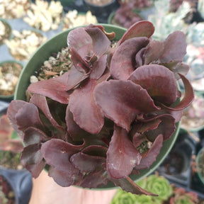 Sedum 'Dark Magic'