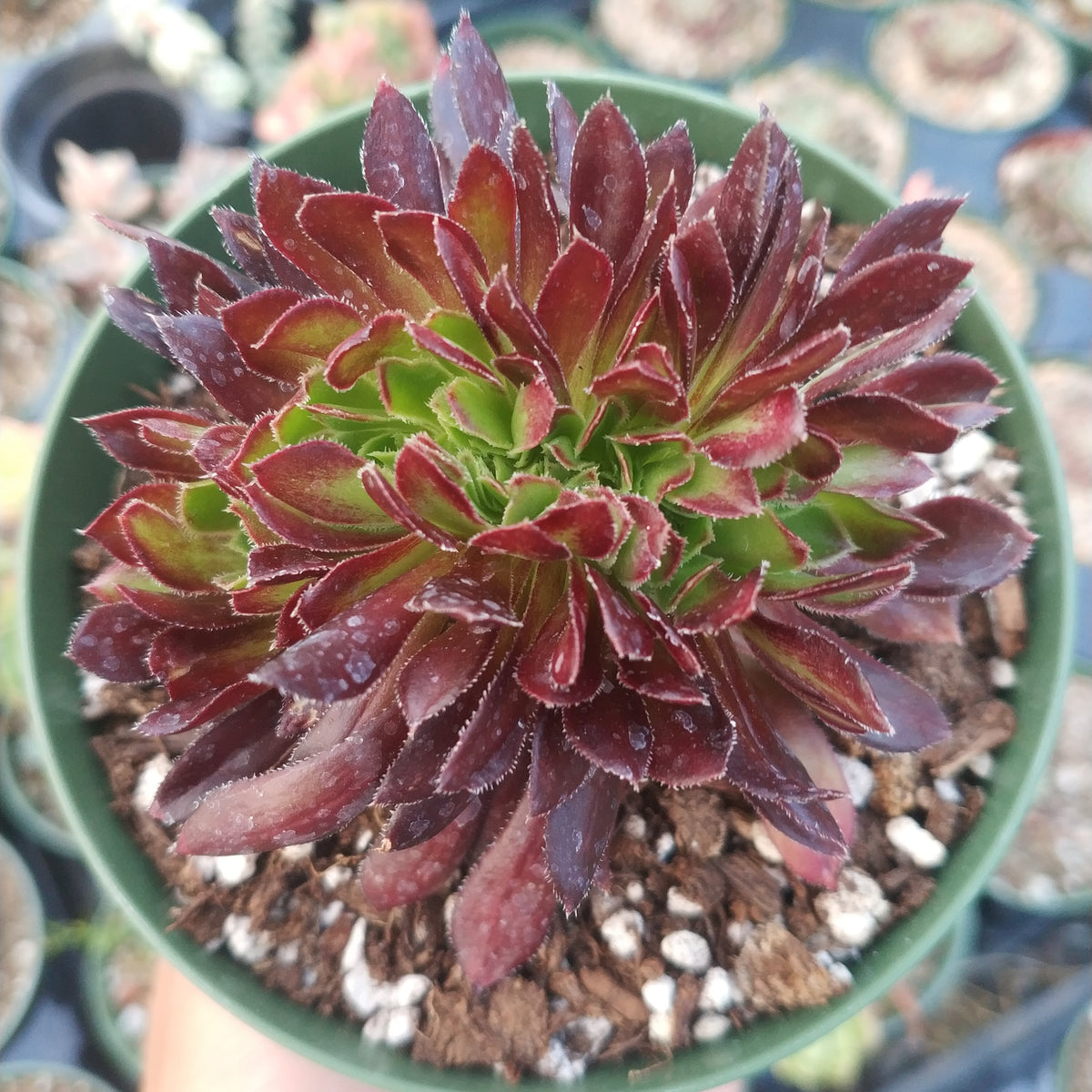 succulent red plant that tastes like bacon Aeonium 'Firecracker' Crest