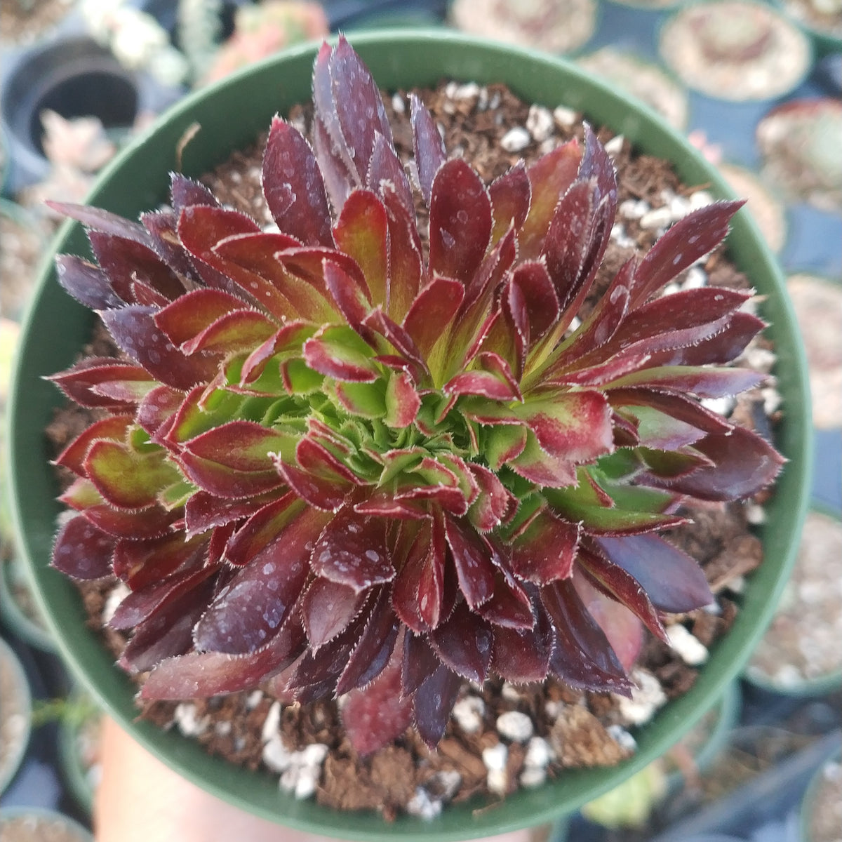 Aeonium 'Firecracker' Crest