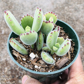 cat's paw succulent Cotyledon tomentosa Bear's Paw 4 Inch #B