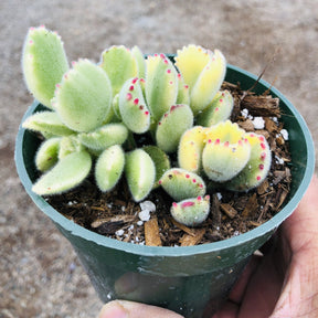 bear paw succulent variegated Cotyledon tomentosa Variegated Bear's Paw