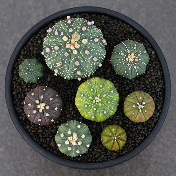 astrophytum succulents Astrophytum asterias