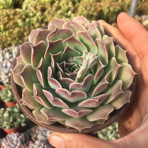 Echeveria Habingeri