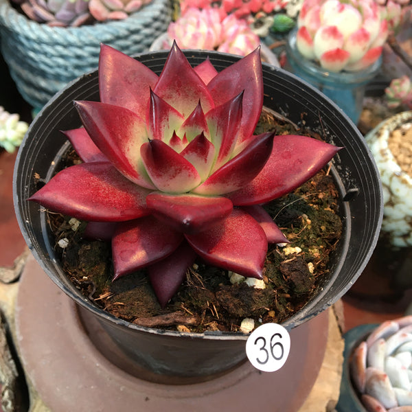 Echeveria agavoides 'Robin' X E. agavoides 'Ebony'