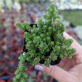 Sedum album 'Red Ice' Stonecrop
