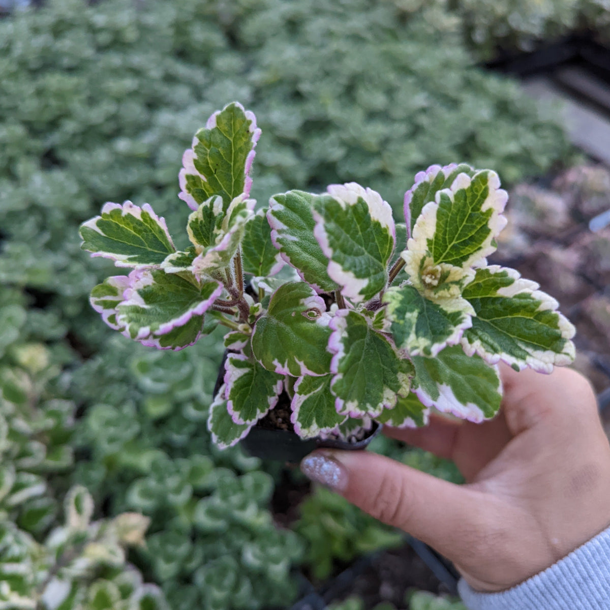 Plectranthus forsteri 'Marginatus' Variegated Swedish Ivy