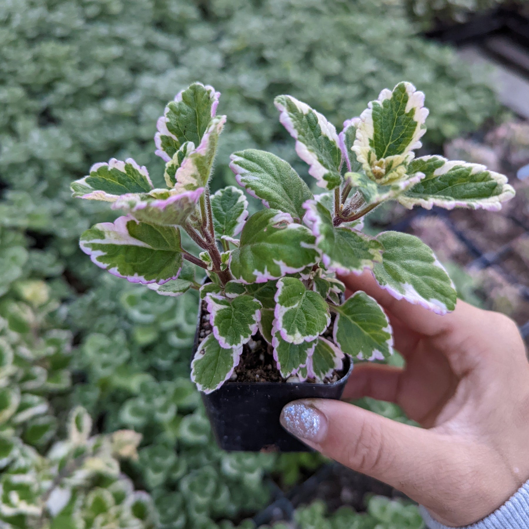 house plant swedish ivy Plectranthus forsteri 'Marginatus' Variegated Swedish Ivy
