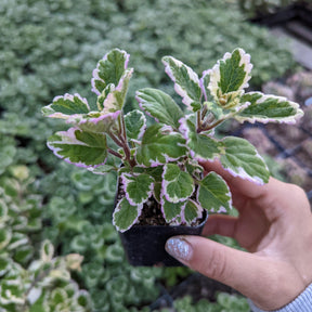 Swedish Elegance'-It Is Called 'Variegata' But This Form Of Swedish Ivy Plectranthu Swedish Elegance'-It Is Called 'Variegata' But This Form Of Swedish Ivy Plectranthu