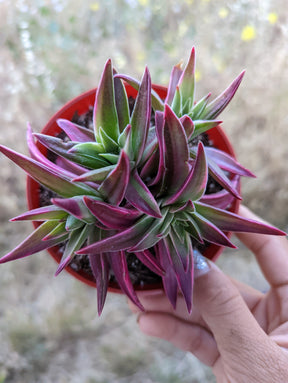 Crassula capitella 'Campfire' Variegata - Succulents Depot