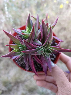 Crassula capitella 'Campfire' Variegata - Succulents Depot