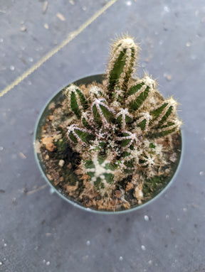 Cereus cactus Fairytale Castle