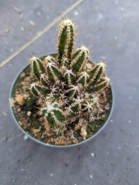 Cereus cactus Fairytale Castle
